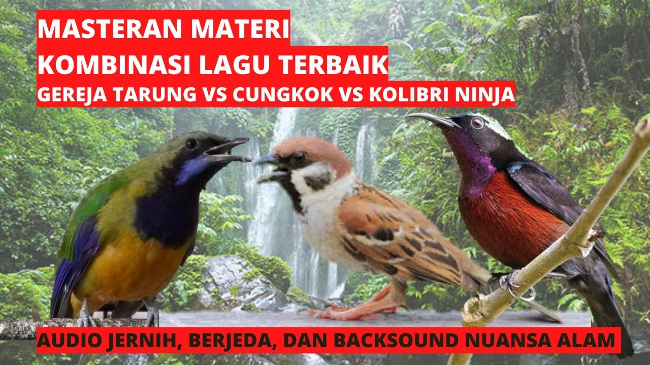 masteran materi kombinasi roll tembak burung juara | gereja tarung vs cungkok vs kolibri ninja