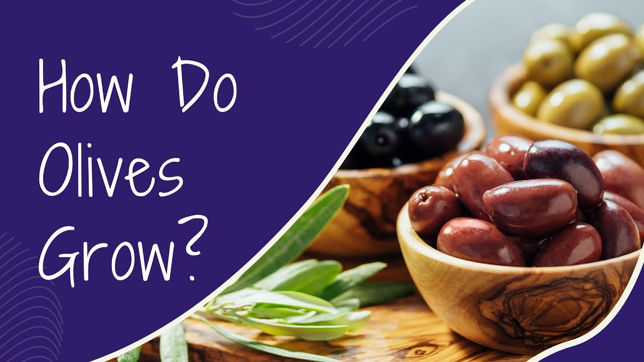 How Do Olives Grow?