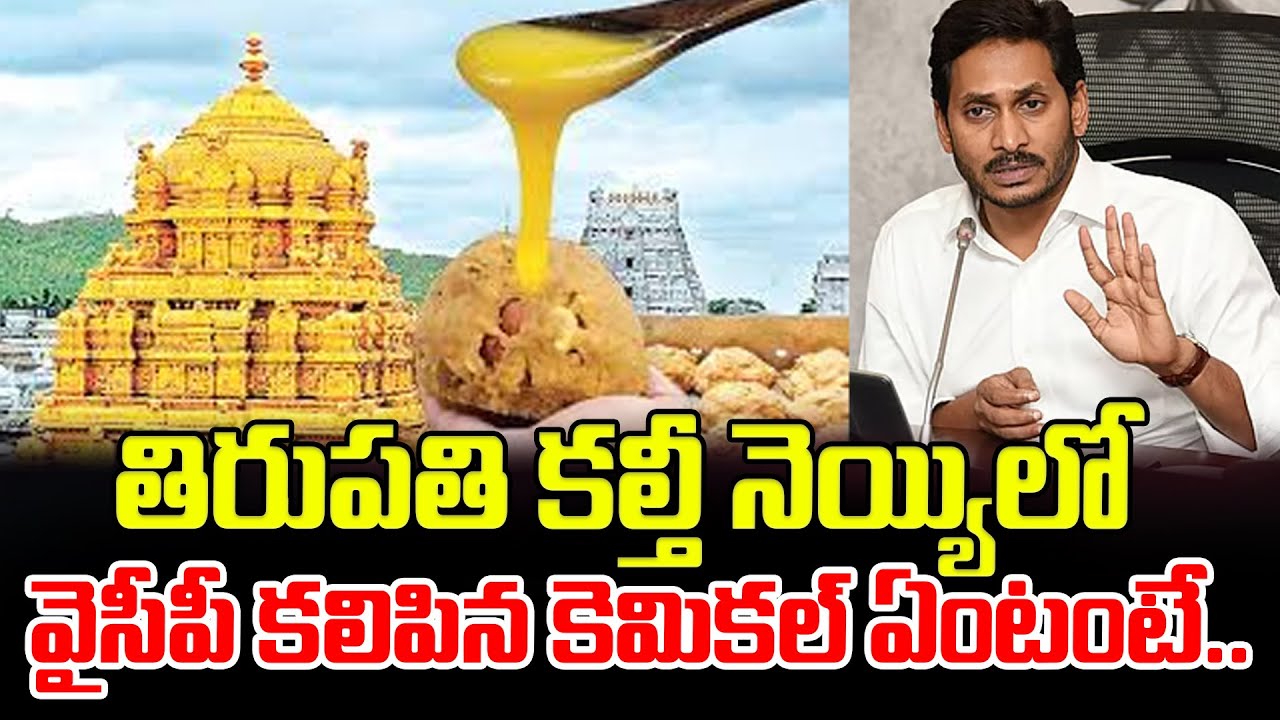 తిరుపతి కల్తీ నెయ్యిలో వైసీపీ కలిపిన కెమికల్ ఏంటంటే.. | Tirupati Laddu Ghee | YS Jagan | ManamTv