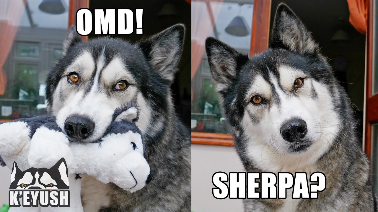 Husky Drops Toy in SHOCK! Reunited With Best Friend After MONTHS Apart!