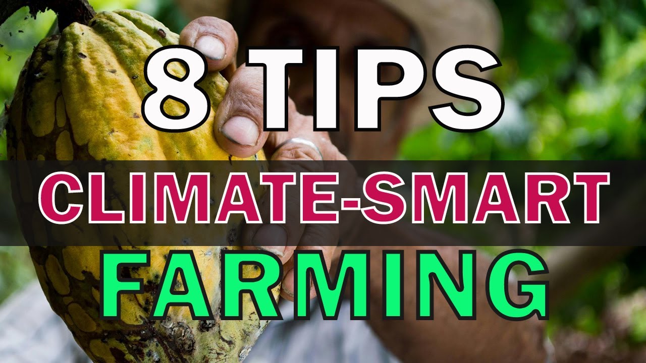 8 Tips for Climate-Smart Farming in the Caribbean