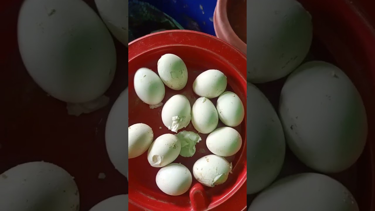 Egg with Moringa powder today soft food! Vision Bird Farm Moradabad