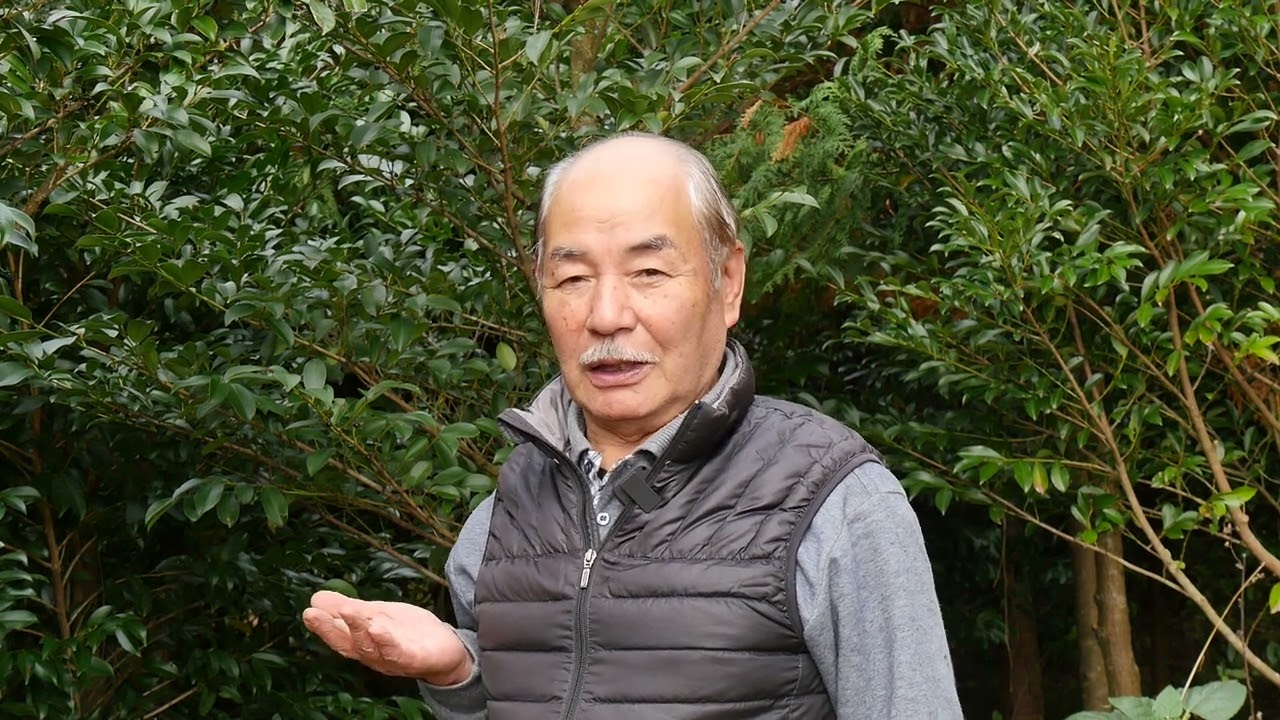 高品質な国産榊