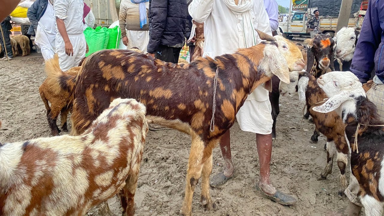 Rajasthan tonk goat market live update 29,10,2025 || #tonkgoatmarket #tonkgoatmarket