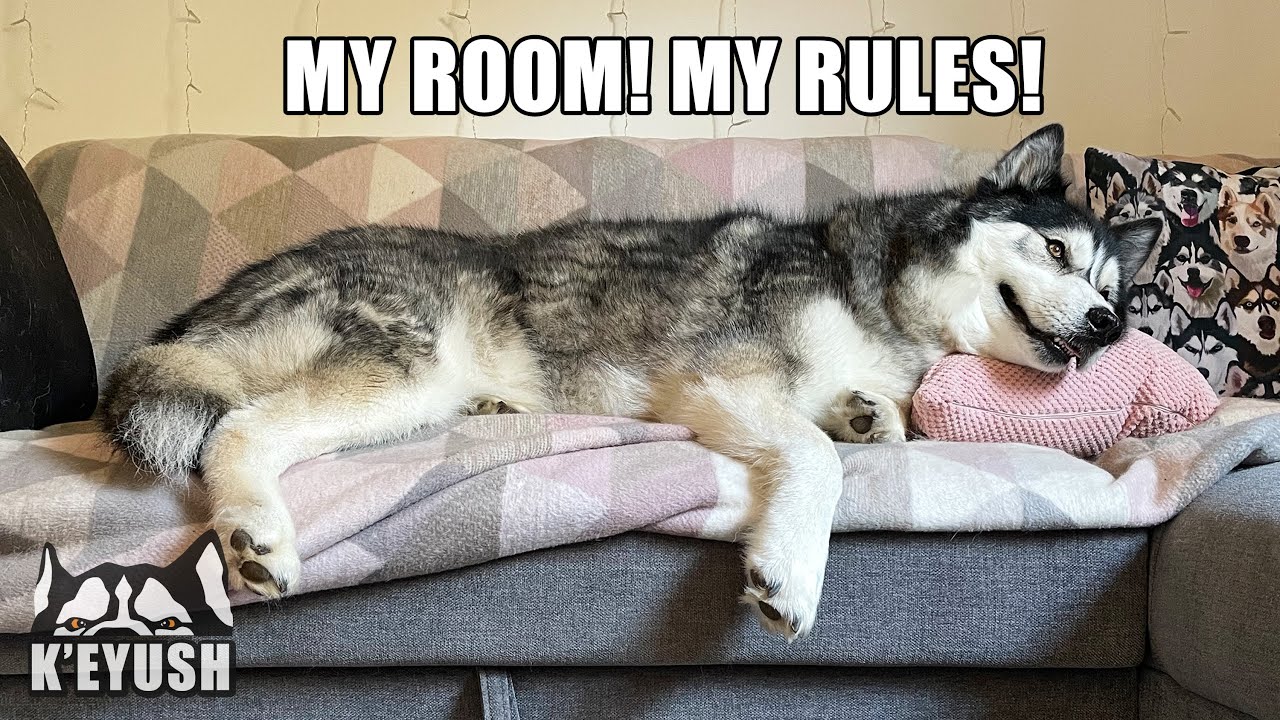 My Husky Has CLAIMED My Office As His BEDROOM!