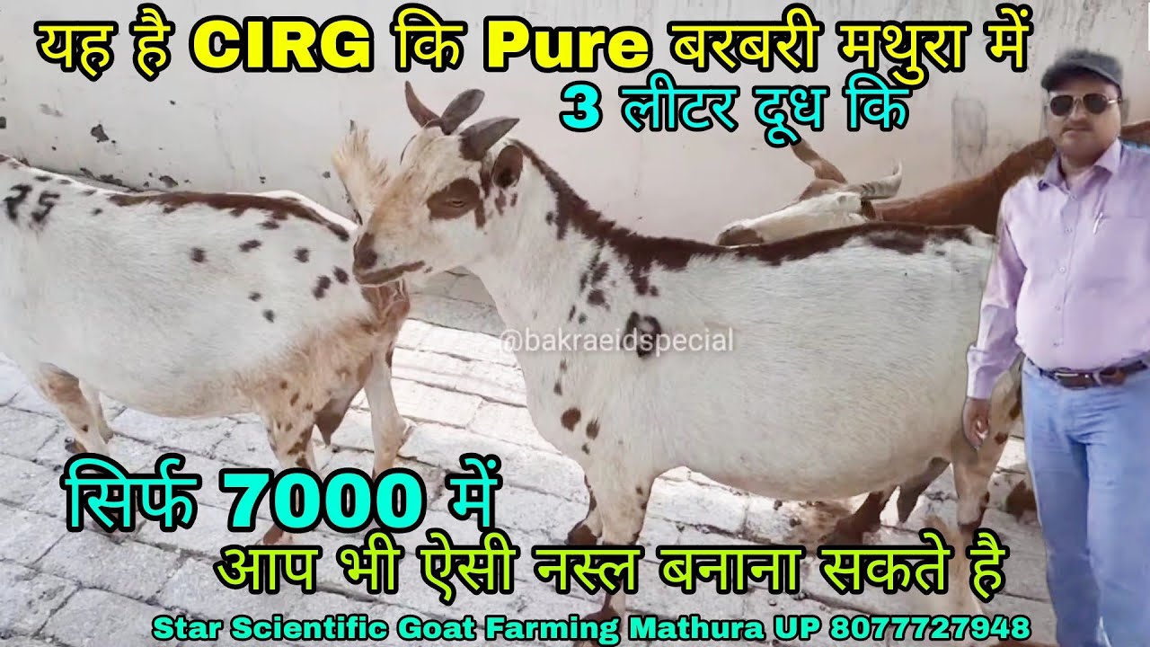 CIRG Pure Blood Line Barbari Breed Star Scientific Goat Farming Mathura UP 8077727948