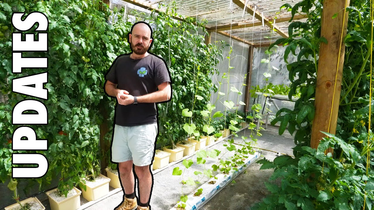 Hydroponic Greenhouse Updates: Eggplant, Tomato, Dragon Fruit, Lettuce, Cucurbits & More...