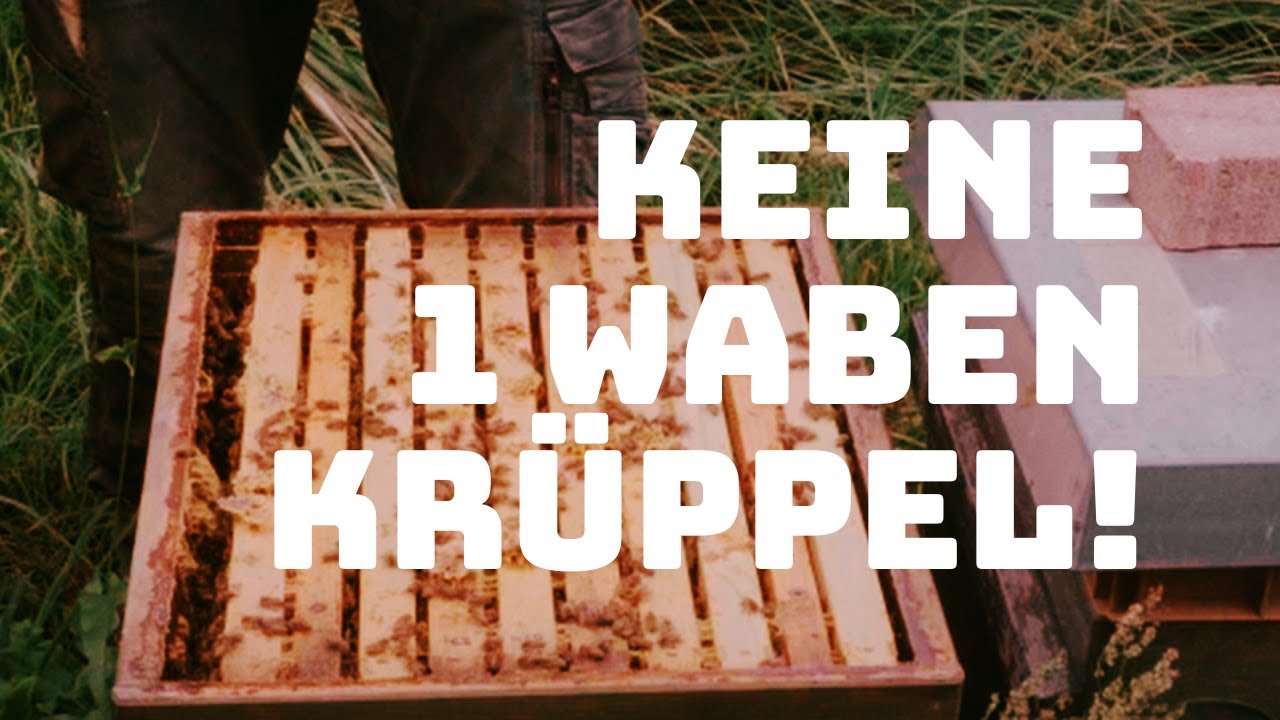 Keine 1 Waben Krüppelableger!