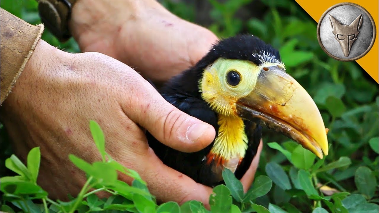 🐾 EGY KIS EGZOTIKUS TUKÁN MEGMENTÉSE | Ismeretterjesztő videók a vadonról | Brave Wilderness Magyar