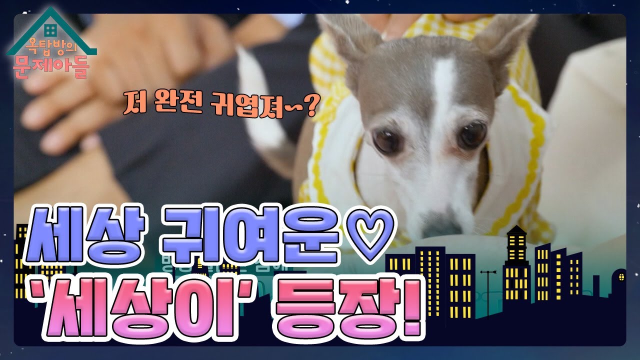 설채현 쌤의 반려견 &lsquo;세상이&rsquo; 옥탑방 방문! 옥탑방에서 마구 뽐내는 세상이 재롱😆 [옥탑방의 문제아들/Problem Child in House] | KBS 231108 방송