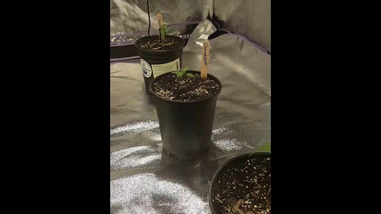 Garden update