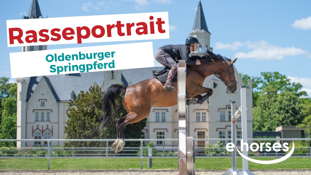 Das Oldenburger Springpferd im Rasseportrait