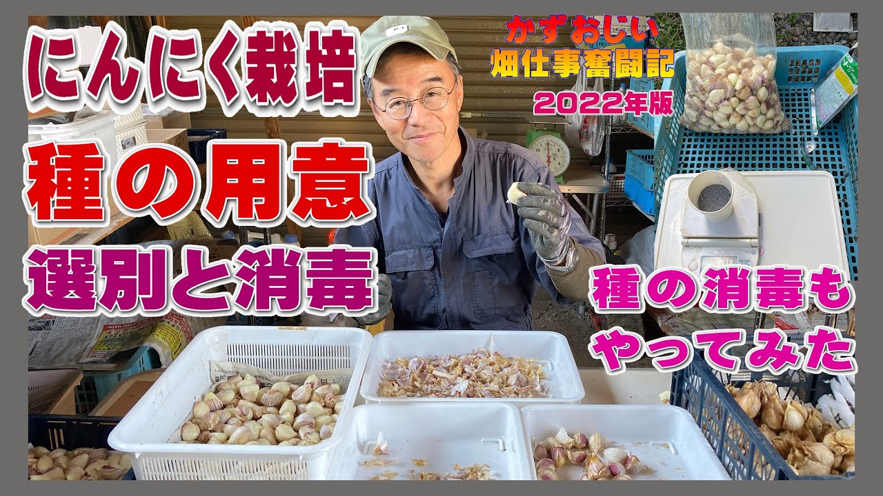 ニンニクの種の用意（選別と消毒）～大きい粒で傷や腐敗の無い種の選別、植える前の種の消毒もやってみた：2022年版にんにく栽培