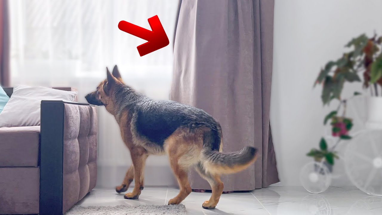 Hiding from My German Shepherd behind a Curtain