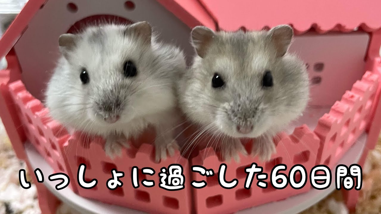 今日から別々に暮らします〜2匹で過ごした60日間〜【ルピ・ニアお迎え】