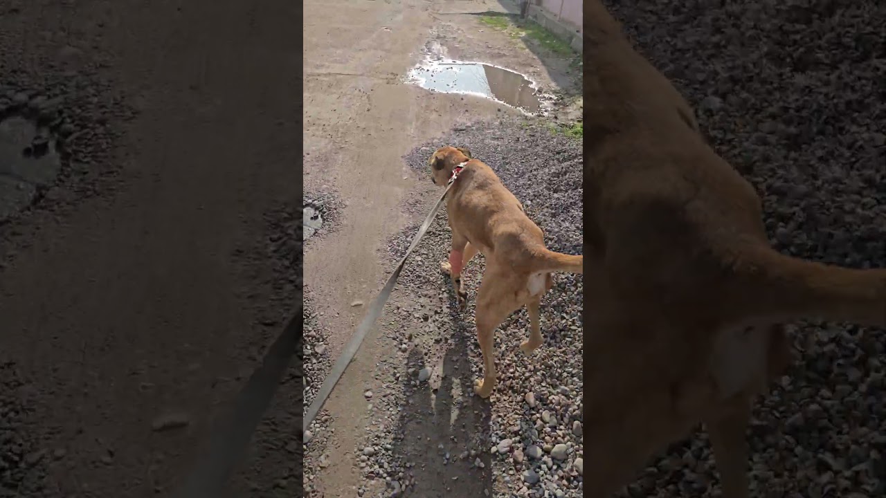 Гуляли с Клепой. Пока активный, но не ест.#приюткарипиди