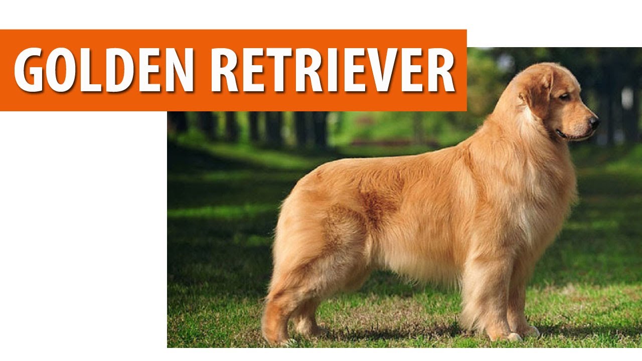 Бидний Голден ретривер | Golden retriever | Нохойн үүлдэр №02