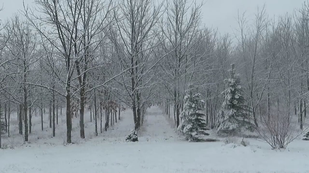 Blizzard sounds | 10 hours | sleep treatment