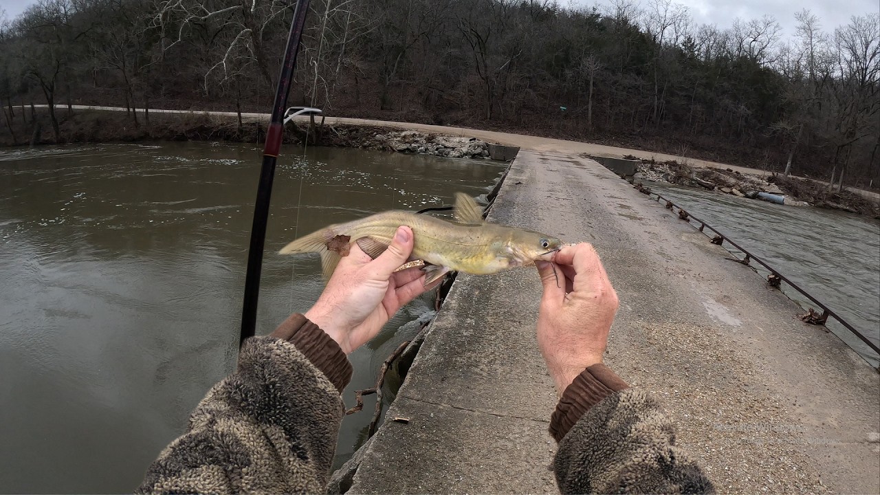 These TINY fish had me bent! (Niangua River, Mo)