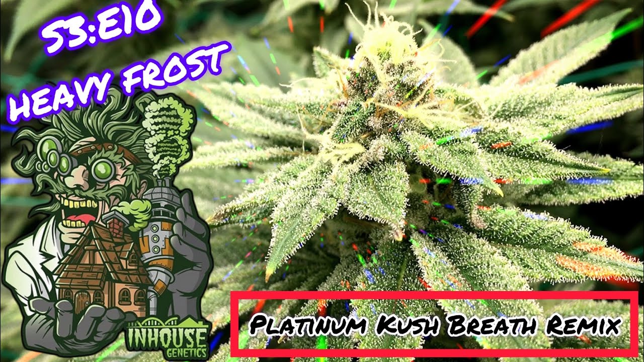 Seed to Harvest - In House Genetics