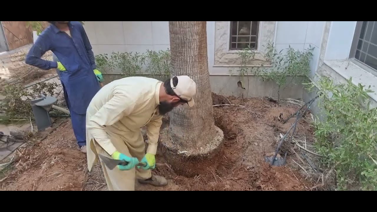 من اعمالنا، ازالة نخلة الواشنطونيا في مدينة الرياض