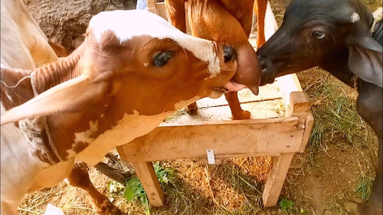 calf and buffalo baby drinks goat milk