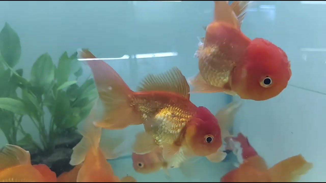 Oranda gold fish available in aquadunia nashik 