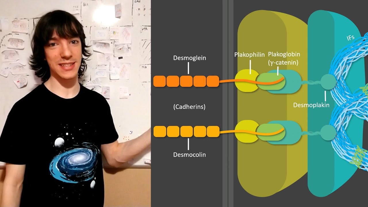 Desmosomas: Proteínas y funciones