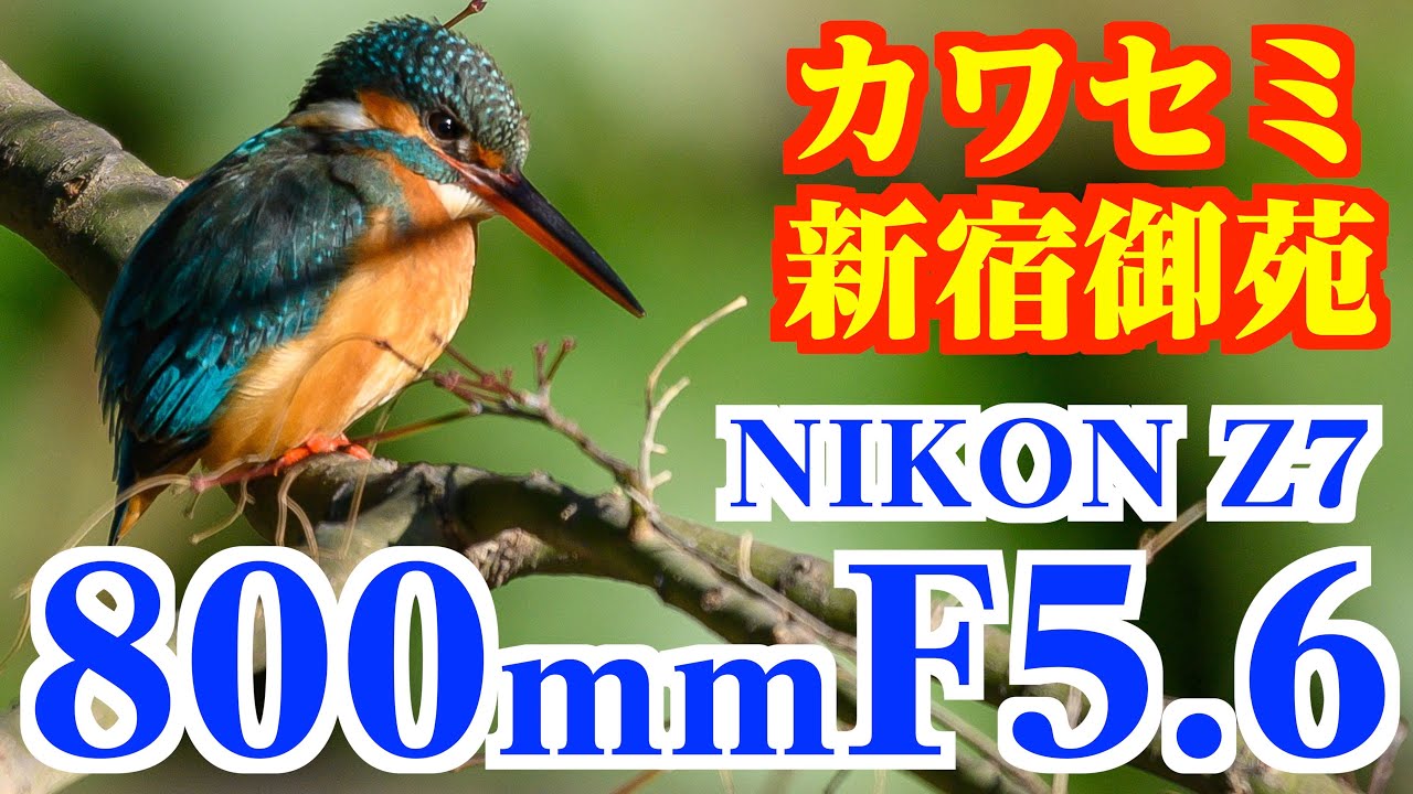 【野鳥撮影VLOG】800mmF5.6でカワセミ撮影in新宿御苑wildlife photography