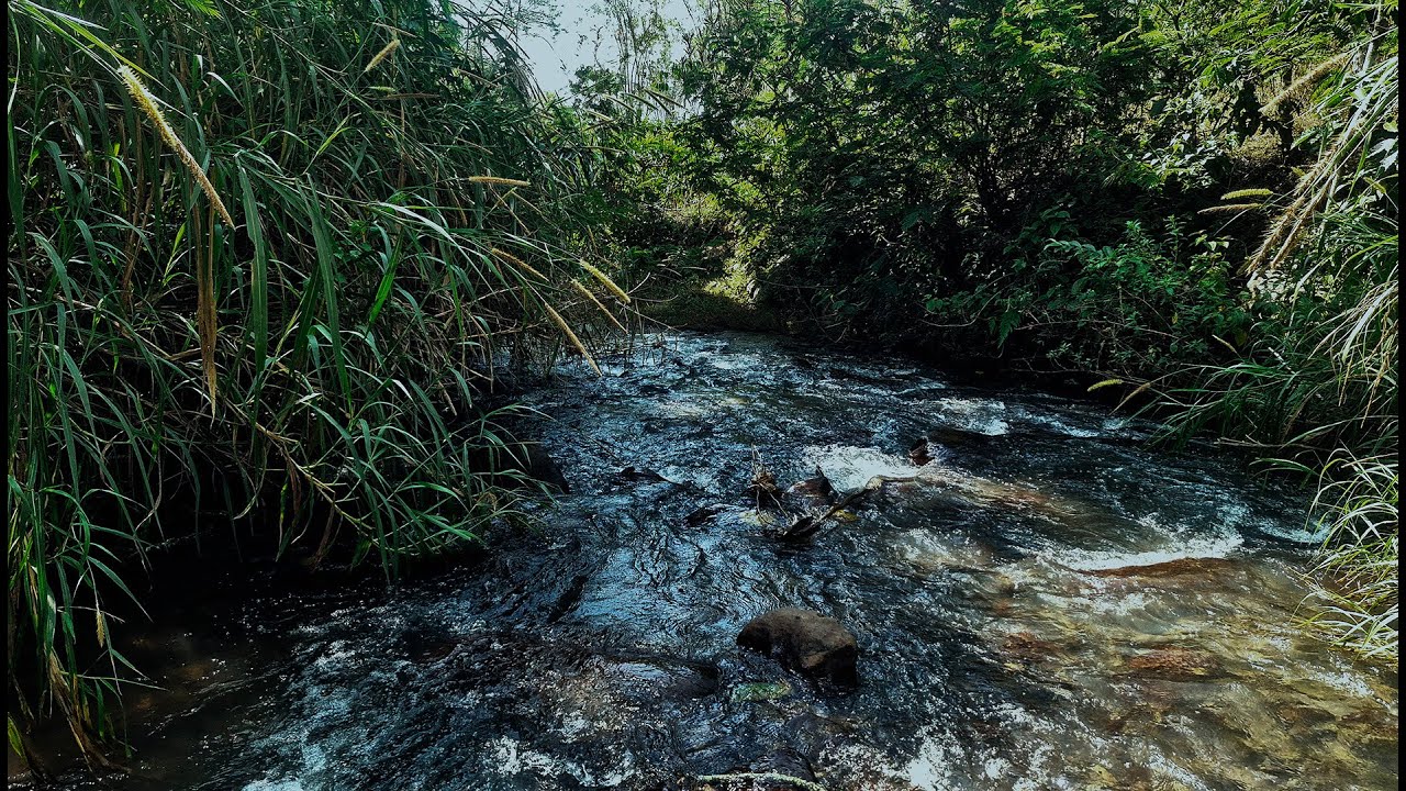 🌿Better Sleep & Inner Calm – Clear Forest River Sounds Under a Serene Green Bamboo Canopy
