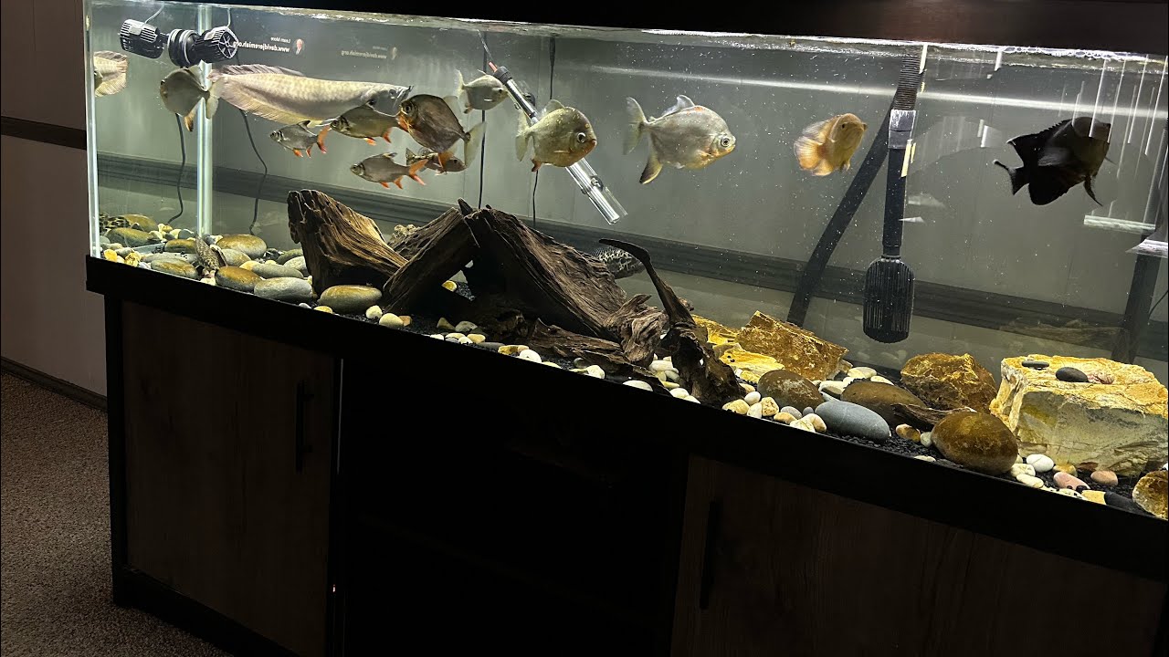 Done!! Fish Added to 125 Gallon FRESHWATER Community Aquarium!