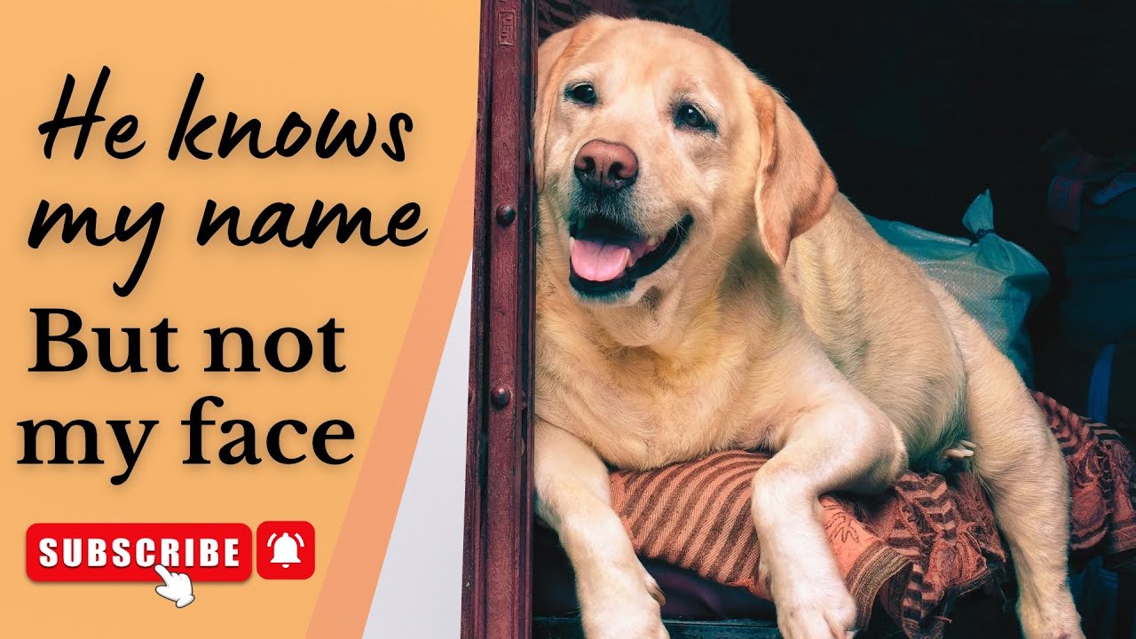 Cognitive Dysfunction Syndrome (Dogs & Cats) | NAVLE Review