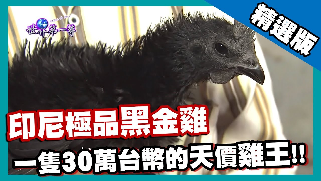 【印尼】西馬尼烏雞 雞界藍寶堅尼｜《世界第一等》698集精華版