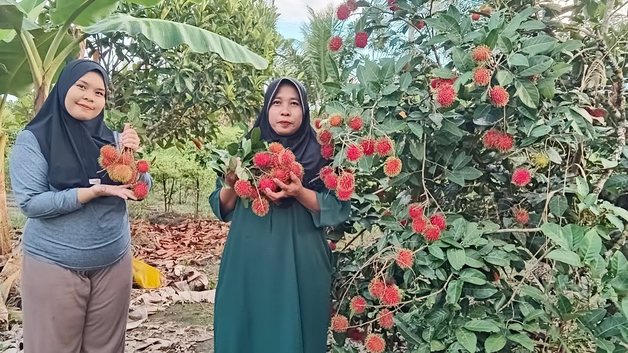 PANEN BUAH RAMBUTAN DI BELAKANG RUMAH SAMA ANAK WEDOK