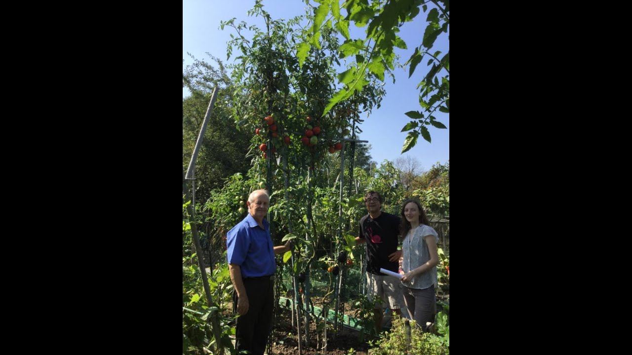 L'albero di Pomodori esiste a San Donato Milanese