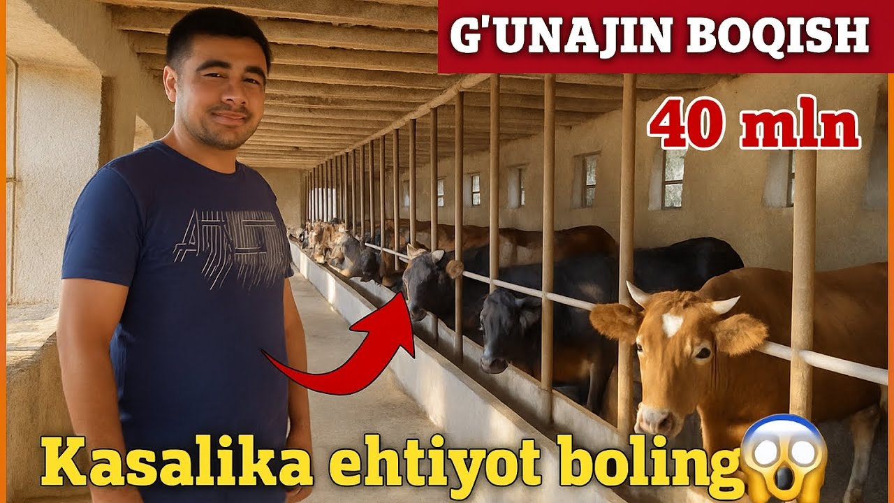 OYIGA 40 MILLION DAROMAT. MOL BOQISH SIRLARI 2025