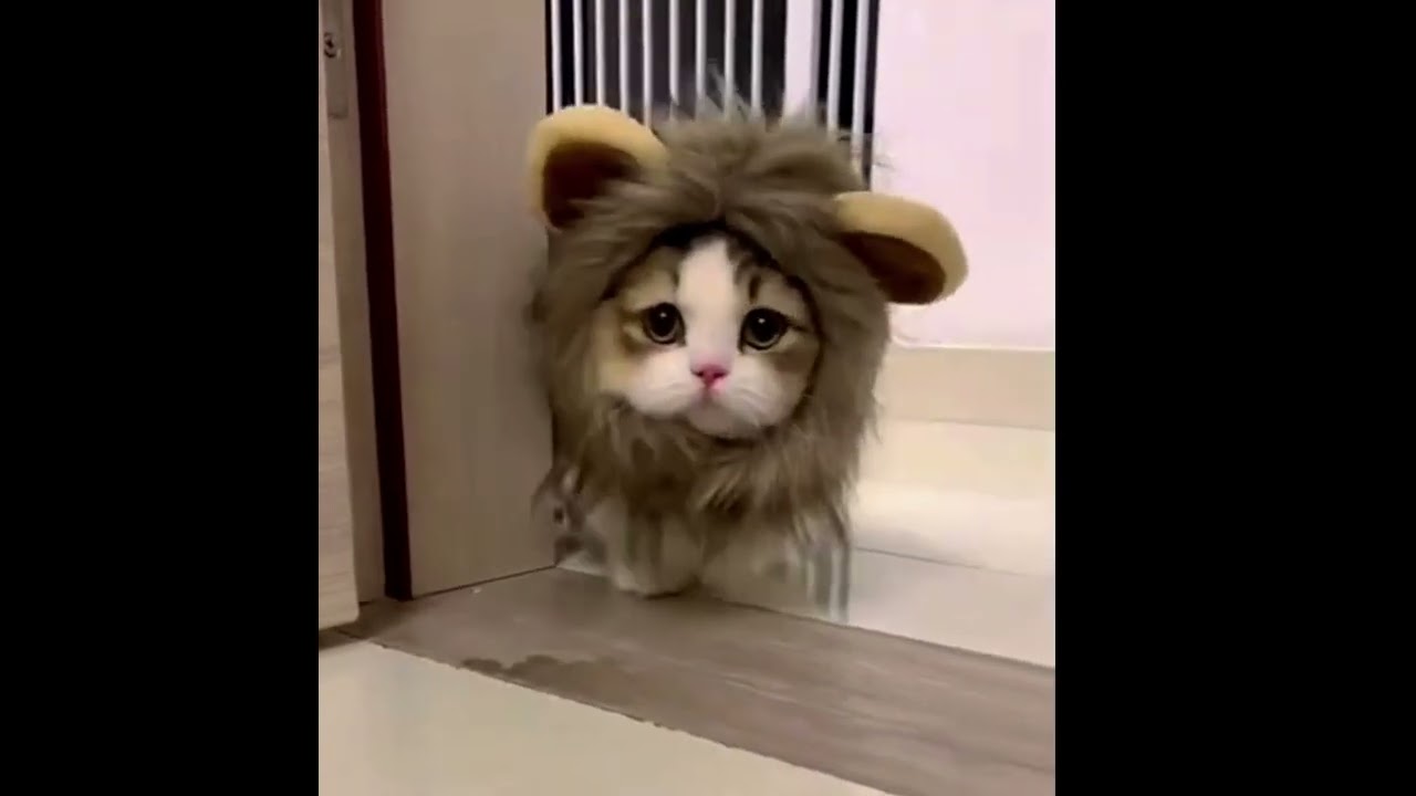 Jokes with cats and dogs.❤️Cats 🐱 and Dogs 🐶The funniest animals. Funny kittens🐱 for a good mood😘
