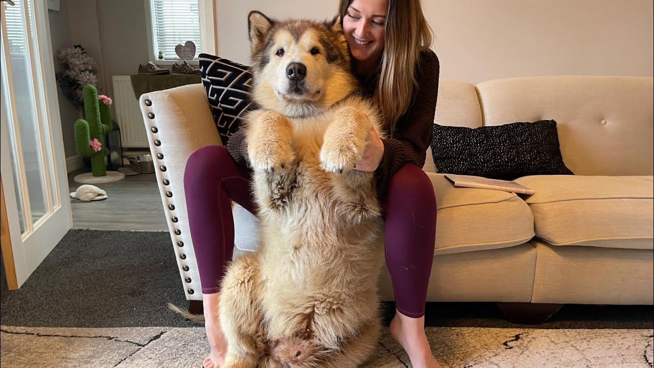 Look At The Size Of This Bear! Teddy Bear Dog (Cutest ever!!)