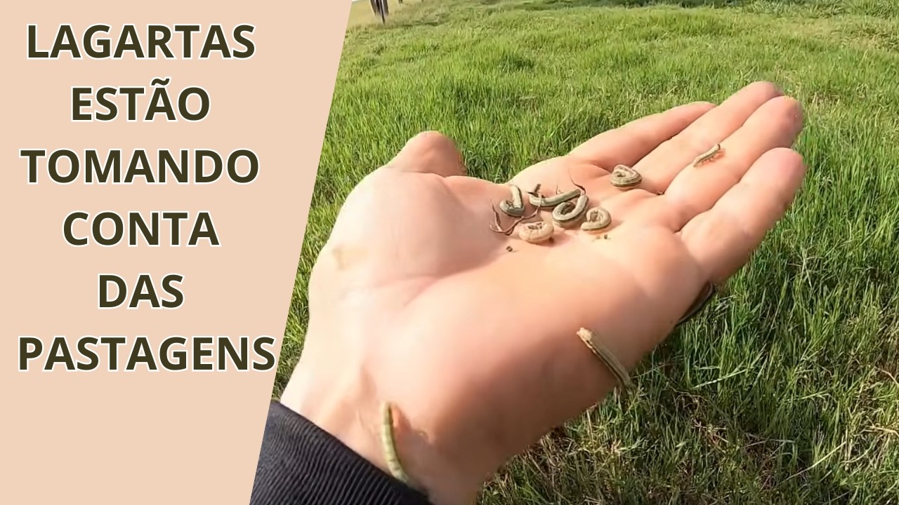 NUNCA VI ISSO ANTES - LAGARTAS ACABANDO COM TUDO