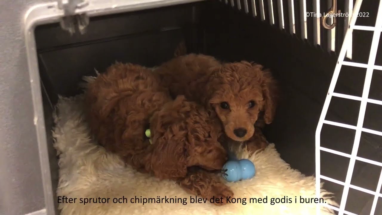 Valparna dag 53