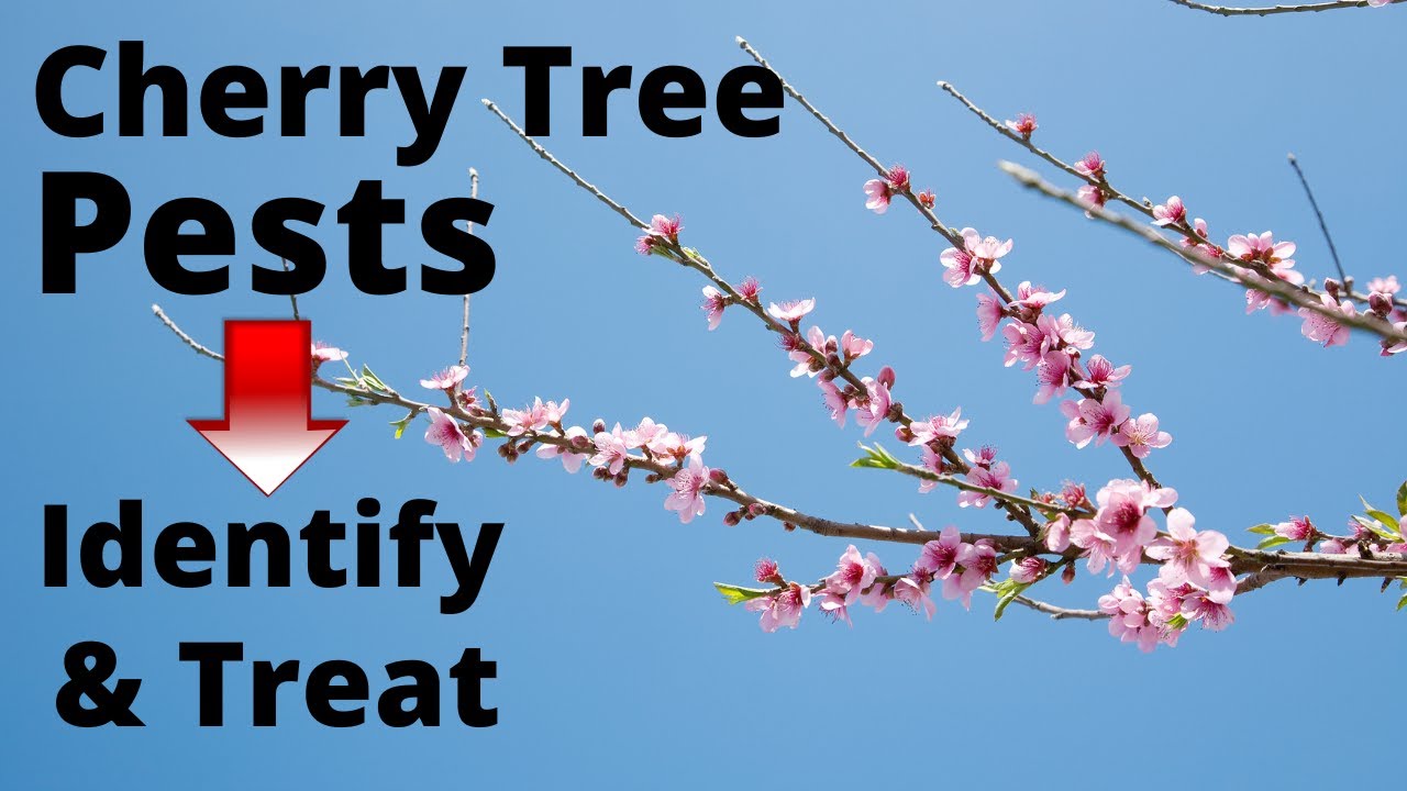 10 Common Cherry Tree Pests and How to Treat Them