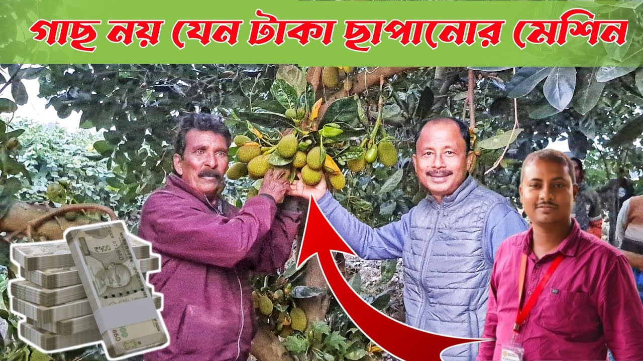 এঁচোর এর গাছ নয় যেন টাকা 💸💰 ছাপানোর মেসিন।/এঁচোড় চাষ/Jackfruit farming