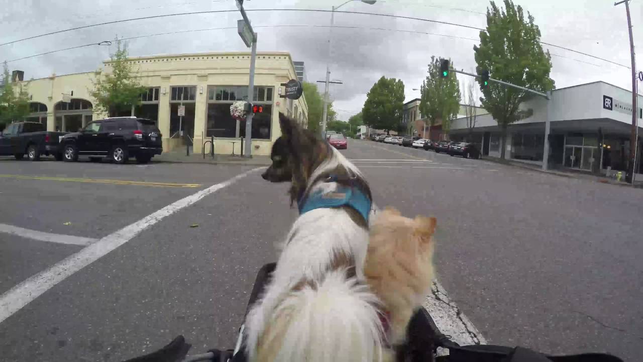 Papillon and Pomeranian road trip time-lapse in a OxGord Pet Stroller