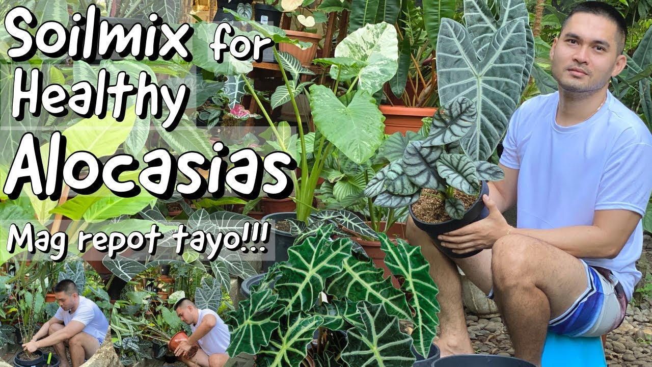 BEST SOILMIX FOR HEALTHY ALOCASIA PLANTS | ALOCASIA CARETIPS