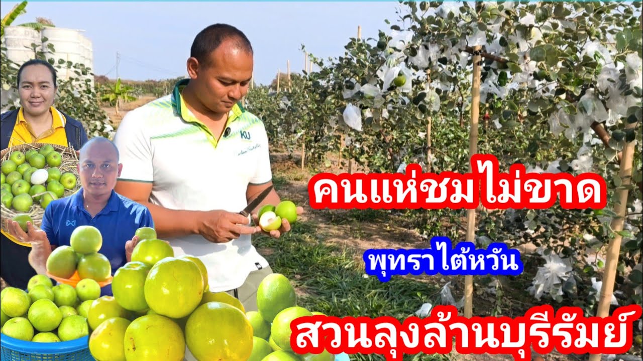 สุดยอดสวนพุทราไต้หวัน!!ปลูกในพื้นที่แห้งแล้งได้สำเร็จผลผลิตสูง ลูกใหญ่ คนแห่ชมไม่ขาด เจ้าของใจดีมาก