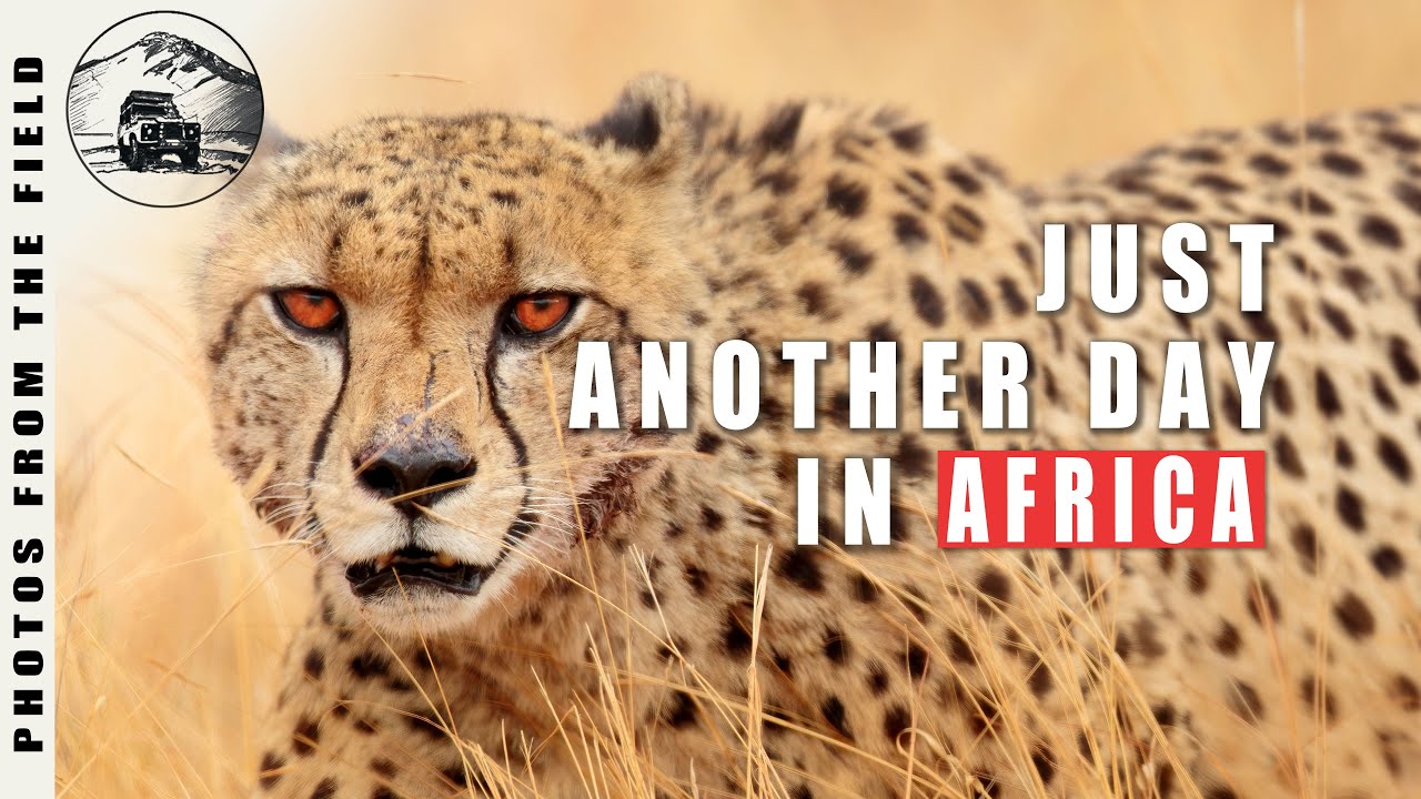 I found a Cheetah! Wildlife Photography in Pilansberg