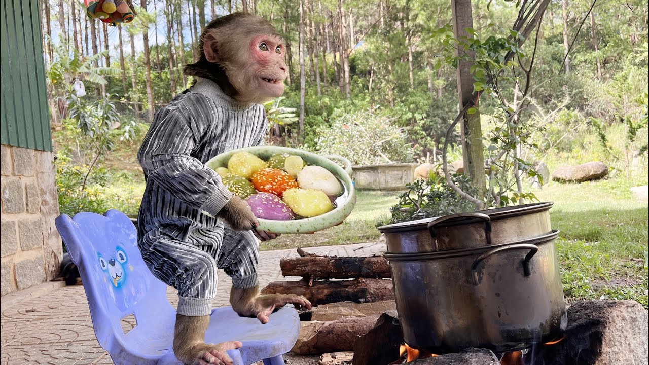 Surprisingly delicious meal from monkey Max's efforts to learn baking 🍞🐒