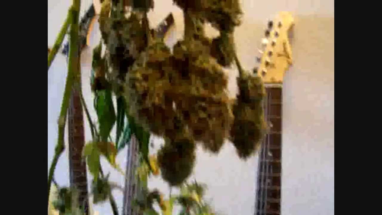 T5 Mazar harvest