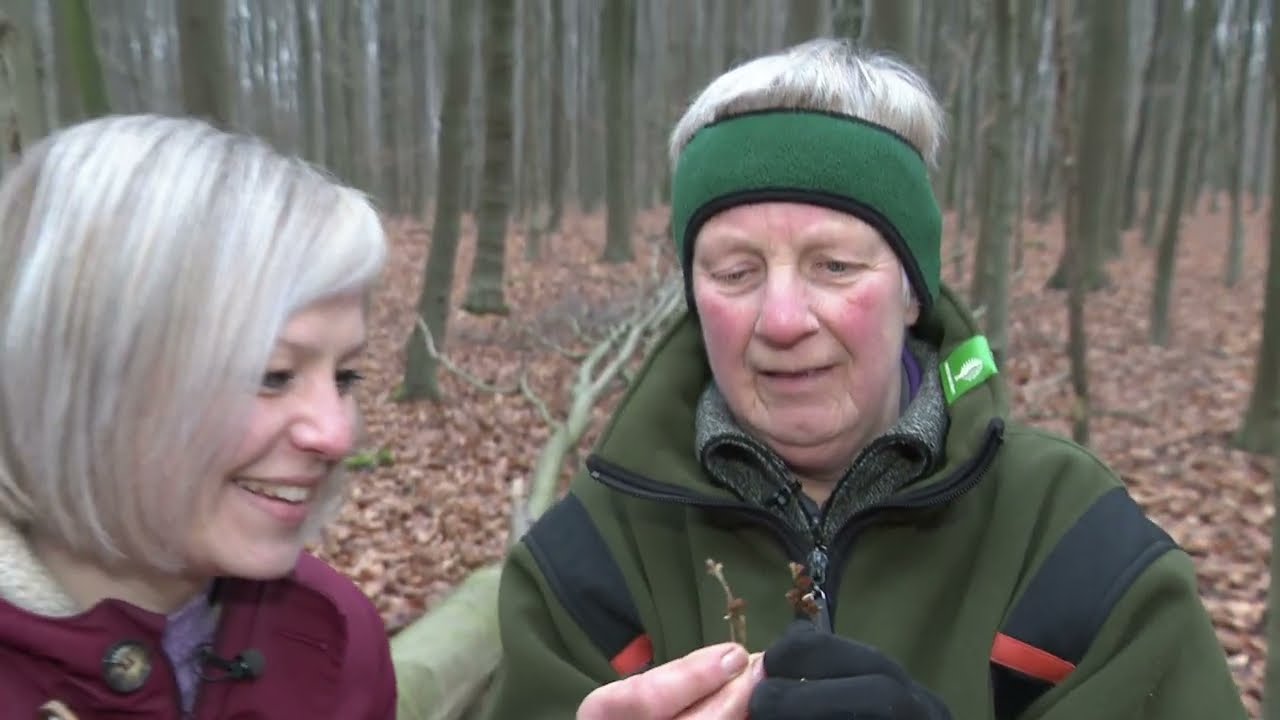 Wat doen insecten in de winter? | ROEG! Uitzending