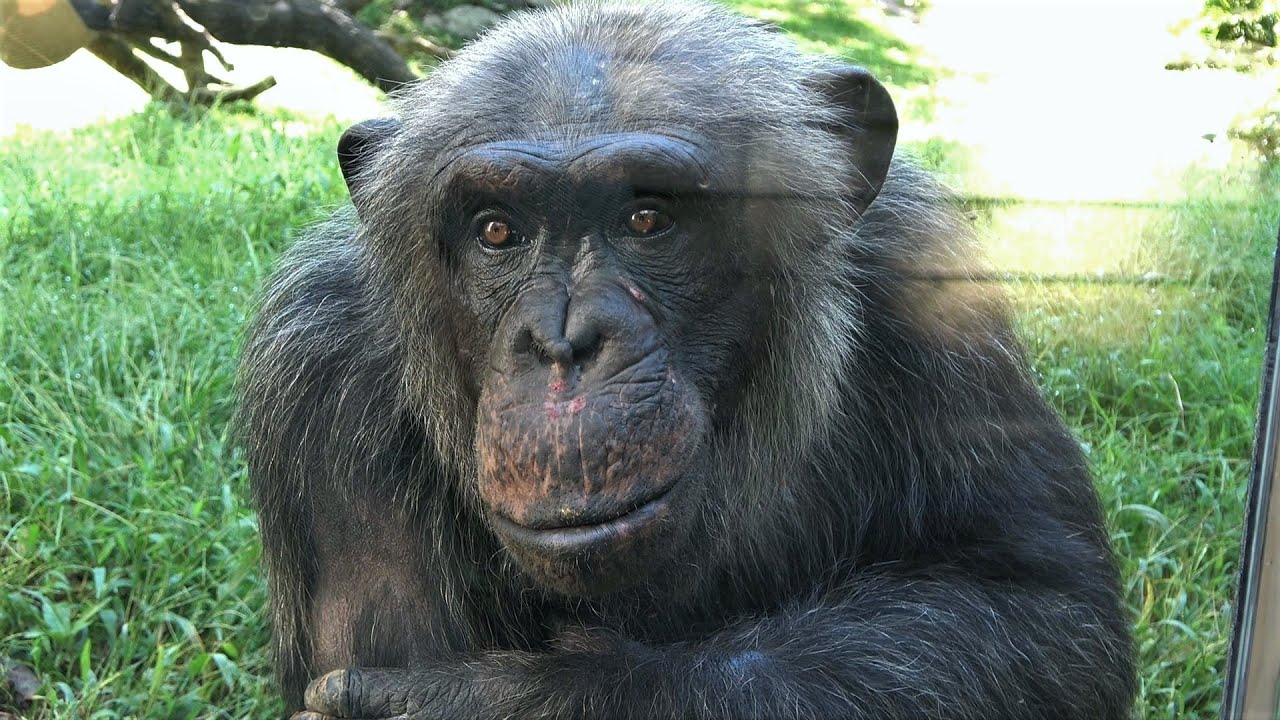 Chimpanzees at the North Carolina Zoo (Jonathan's group - video 10)